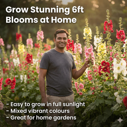 Imported Hollyhock Seeds (Multi Colour)