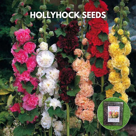 Imported Hollyhock Seeds (Multi Colour)