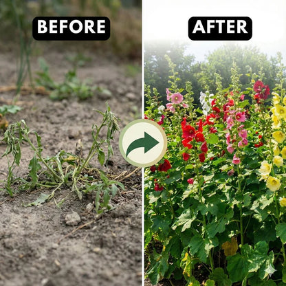 Imported Hollyhock Seeds (Multi Colour)