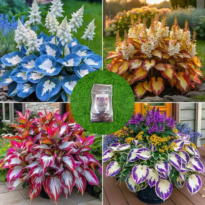 Imported Hosta Flower Seeds (Mix Color)
