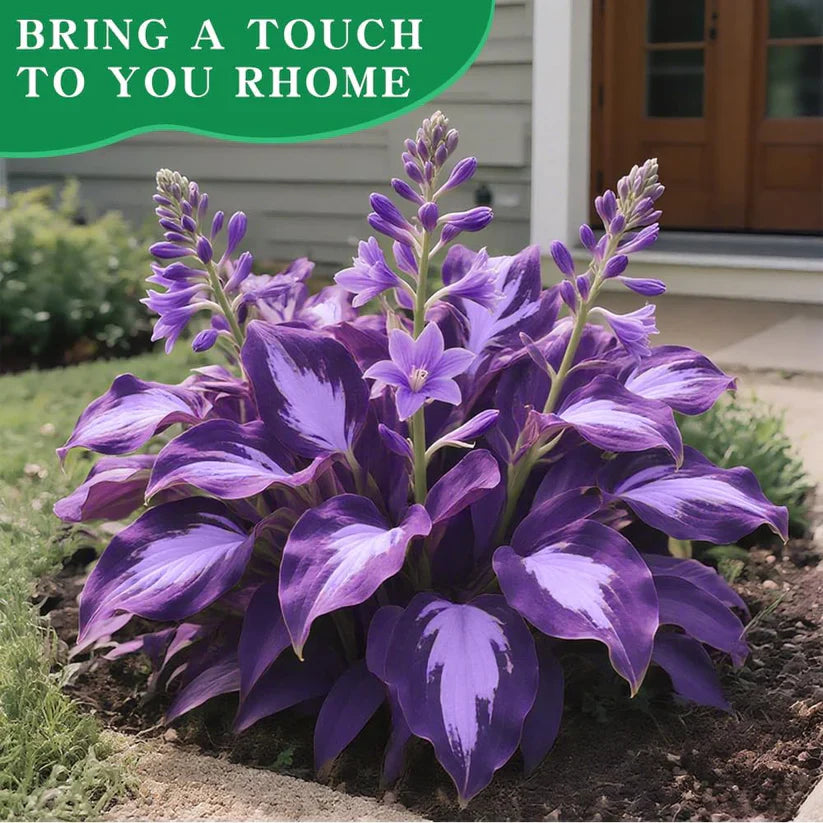 Imported Hosta Flower Seeds (Mix Color)