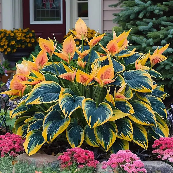 Imported Hosta Flower Seeds (Mix Color)