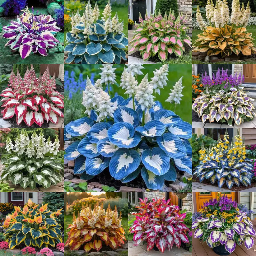 Imported Hosta Flower Seeds (Mix Color)